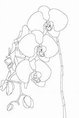 Orchid Drawing Line Marquetry Orchids Sketch Drawings Sketches Getdrawings Printable Coloring Pages Ca sketch template