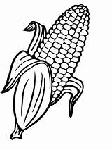 Corn Cob Drawing Coloring Getdrawings sketch template