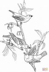 Coloring Bunting Painted Birds Pages Indigo Bird Columbine Online Printable Flower Supercoloring Lark Colorado State 1008 Snow Drawing Color Version sketch template