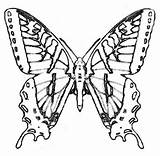 Swallowtail Colorear Mariposas Dibujos Designlooter Zebra Monarch sketch template
