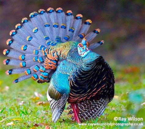 🔥 Ocellated Turkey Lives Only In A 130 000 Km2 Range In