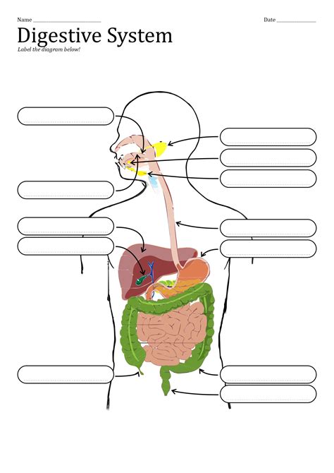 unlabeled digestive system diagram worksheet    worksheetocom