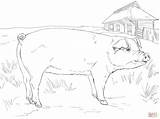 Pig Coloring Pages Adult Minecraft Pork Adults Color Bellied Pot Pigs Printable Online Getcolorings Flying Baby Drawing Colorings Print Super sketch template