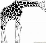 Giraffe Coloring Masai Coloringpages101 Pages sketch template
