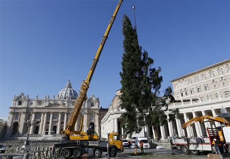 vatican christmas tree unveiled early  year  mercy catholic herald