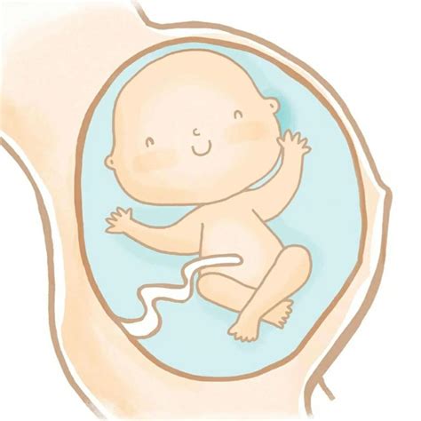 desarrollo prenatal podcast yoselin mary beltran mollericon listen notes