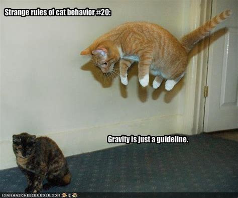 strange rules of cat behavior 20 cheezburger funny memes funny pictures
