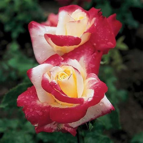Double Delight Hybrid Tea Rose Is One Of The Most Fragrant