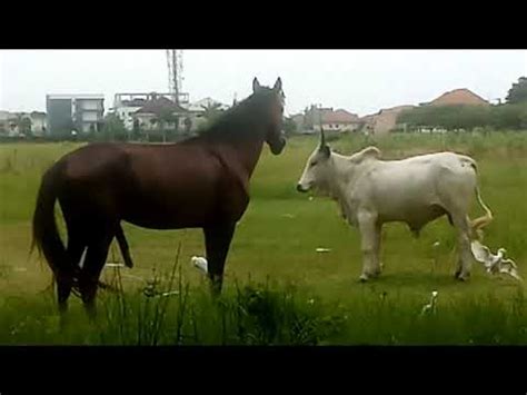 horse   mating      youtube