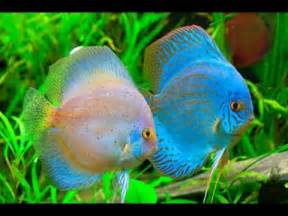 All Beautiful and Colorful Discus Fish Species
