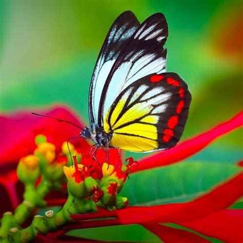 images  colorful butterflies  pinterest moth