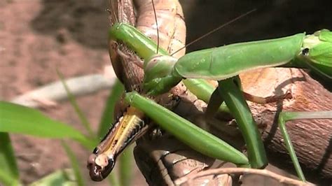 European Praying Mantis Eating A Grasshopper Up Close