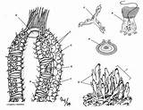 Sponge Arthropod Sponges Biologycorner Porifera sketch template