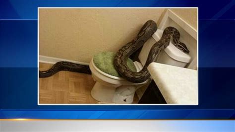 python turns up in texas woman s bathroom abc7 chicago