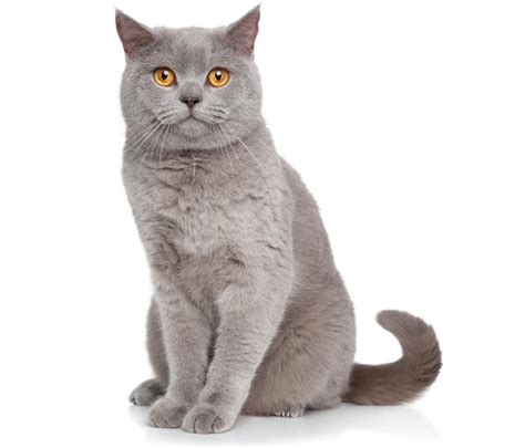 information   domestic shorthair cats thatll    aww
