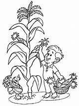Corn Maiz Choclo Pflanze Maíz Ausmalbilder Niño Meio Pintarcolorear Stalk Coloringhome Krimpen Recoge sketch template