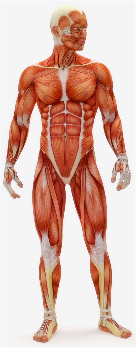 amy brown science human body  skeletal muscular  integumentary