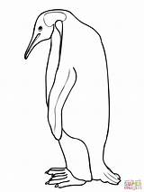 Penguin Emperor Drawing Coloring Pages Baby Outline Printable Penguins Draw Drawings Cartoon Clipart Line Easy Supercoloring Clip Print sketch template