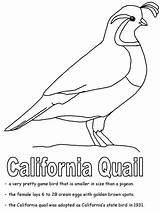 Coloring Pages California Quail Bird Animal Kids State Printable Colouring Printables Ca Geography Emblems Animals Color Crafts Birds Kidzone Ws sketch template