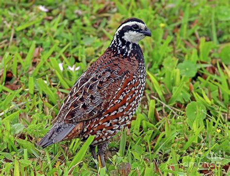 bobwhite quail mature male photograph  larry nieland fine art america