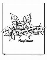 Coloring Flower Massachusetts State Pages Woojr Jr Mayflower Bird Printable Ages Rhode Island Choose Board sketch template