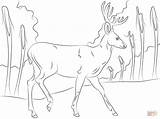 Deer Coloring Pages Mule Walking Drawing Female Printable Popular Library Clipart Template Coloringhome Comments sketch template
