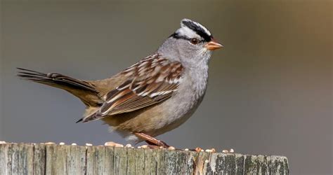 white crowned sparrow identification   birds cornell lab