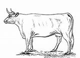 Kolorowanki Bez Krowa Polu łat Byki Krowy sketch template