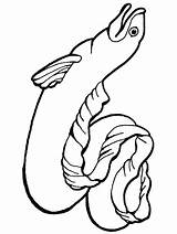 Eel Coloring Moray Pages Getcolorings Clipartmag Drawing sketch template