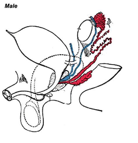 file urogenital male embryology