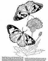 Butterfly Inkspired Musings Wings Kiss Sun Coloring Butterflies sketch template