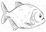 Piranha Coloring Pages sketch template