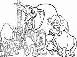 Jungle Coloring Animals Pages Preschool Getcolorings Color Print sketch template