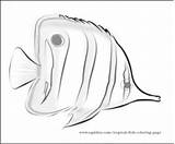 Coloring Butterflyfish Fish Butterfly Designlooter 433px 49kb sketch template