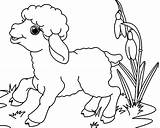 Ovelhinha Fofos Ovelhinhas Riscos Ovelhas Atividade Graciosos Sheep sketch template