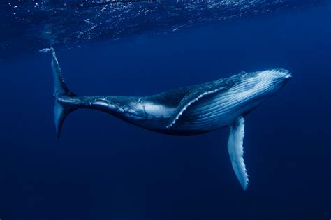fascinating journey   blue world  whales ankara web tasarim grafik tasarim sosyal