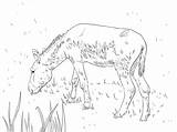 Donkey Asino Mule sketch template