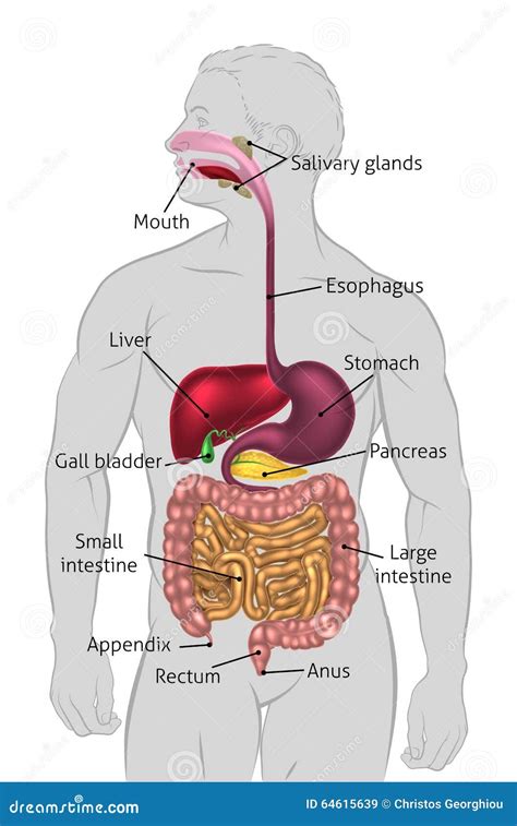 human digestive tract stock vector image