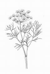 Dill Botanical Weed Herb sketch template