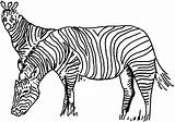 Coloring Zebra Pages Zebras Two Animals Template Templates Animal sketch template