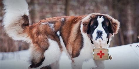 st bernards   dispatched  sxsw  rescue  dying cellphones   huffpost