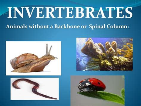 invertebrates