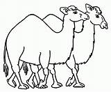 Colorat Desene Planse Camellos Camelo Animale Dromader Salbatice Dromadaire Colorear Camelos Poze Pintarcolorir Fise Peccary Caravan Mammals Paginas Desenho Scos sketch template