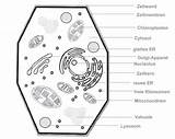 Zelle Zellorganellen Pflanzenzelle Beschriftung Tierische Biologie Studyhelp Aufbau Tierzelle Besteht Woraus Zellen Funktion Menschliche sketch template