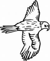 Falcon Coloring Pages Color Bird Drawing Template Wings Spread Hawk Print Getdrawings sketch template