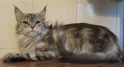 russiancoon maine coon cattery