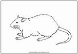 Rat Colouring Pages Rats Mouse Coloring Template Cartoon Colour Outline Activity Cute Print Activityvillage Need Animal Templates Pet Kids Simple sketch template