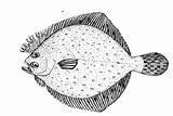 Flounder Coloring Pages Fishes Fish Flounders Printable Color sketch template