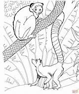 Lemur Coloring Pages Tailed Ring Zoo Printable Animals Colouring Lemurs Print Color Skip Main sketch template