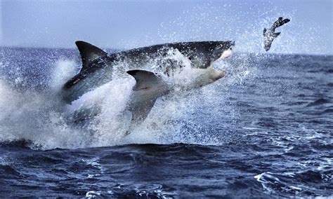 The Moment A Killer Strikes Great White Shark Targets A Tiny Seal As